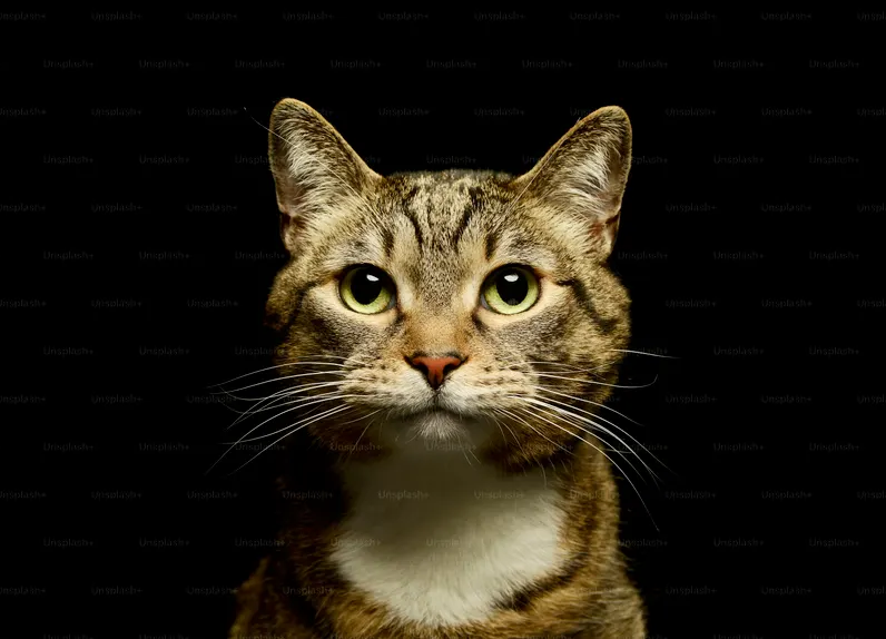 Cat Food